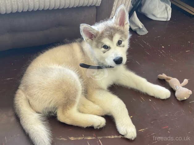 12 week old Alaskan malamute for sale in Hornchurch, Havering, Greater London - Image 1