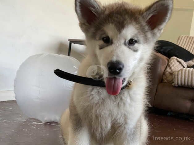 Alaskan Malamutes for sale in Hornchurch, Havering, Greater London