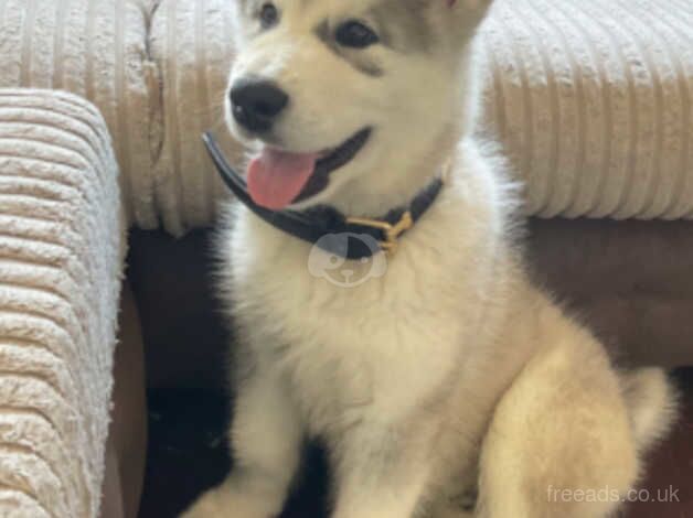 12 week old Alaskan malamute for sale in Hornchurch, Havering, Greater London - Image 3