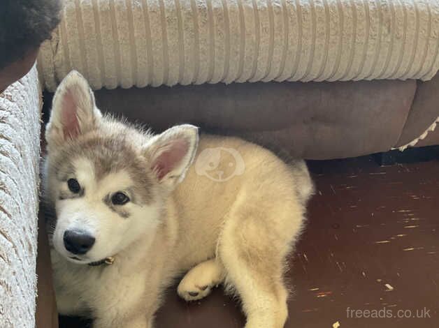 12 week old Alaskan malamute for sale in Hornchurch, Havering, Greater London - Image 4