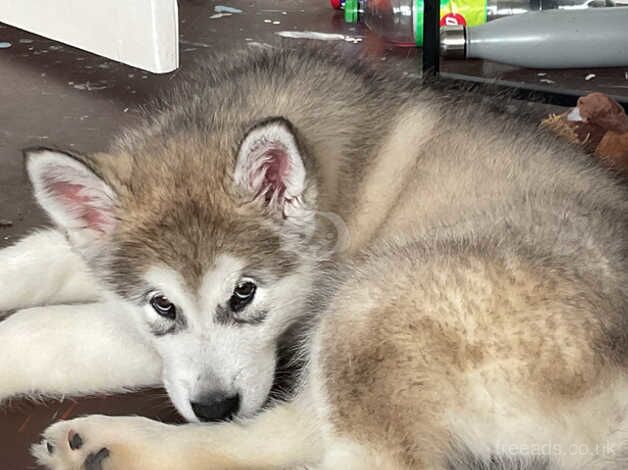 12 week old Alaskan malamute for sale in Hornchurch, Havering, Greater London - Image 5