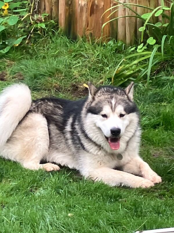 18 MONTH ALASKAN MALAMUTE MALE for sale in Old Windsor, Berkshire - Image 1