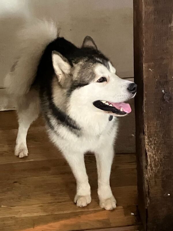 Alaskan Malamutes for sale in Old Windsor, Berkshire