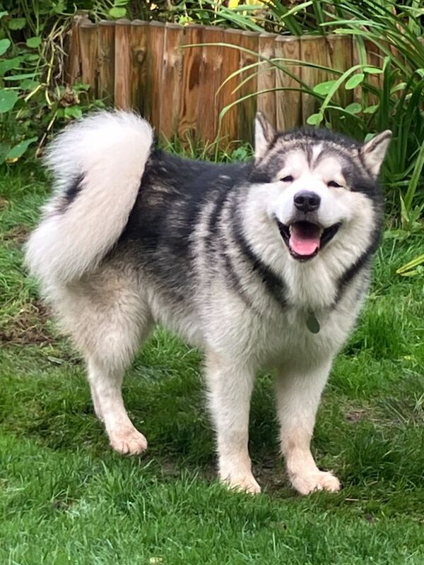 Malamute Puppies for sale in Berkshire