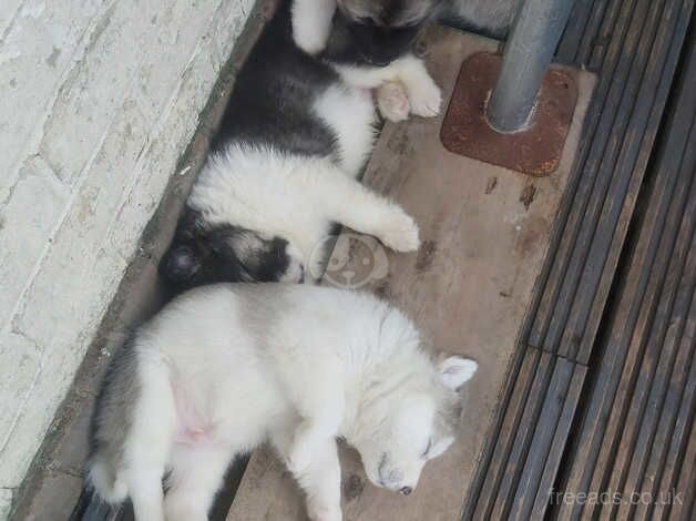 2 boys available alaskan malamute puppies for sale in Maidstone, Kent