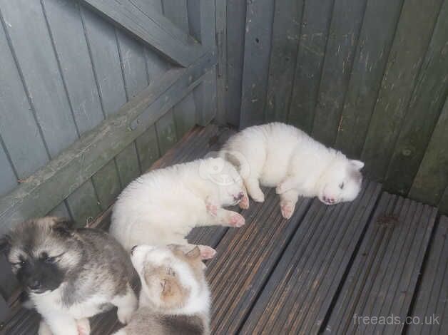 2 boys available alaskan malamute puppies for sale in Maidstone, Kent - Image 2