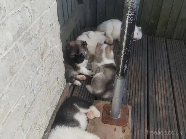 2 boys available alaskan malamute puppies for sale in Maidstone, Kent - Image 3