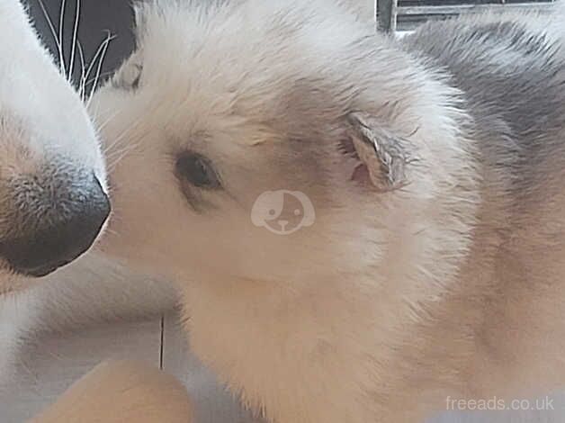 2 boys available alaskan malamute puppies for sale in Maidstone, Kent - Image 4