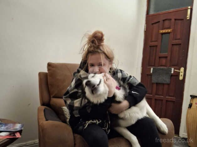 2 year old malamute for sale in Burnley, Lancashire - Image 2