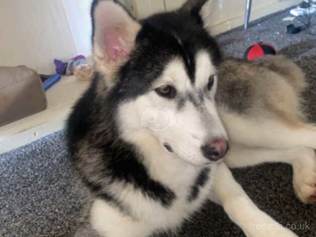 2 year old malamute for sale in Burnley, Lancashire - Image 5