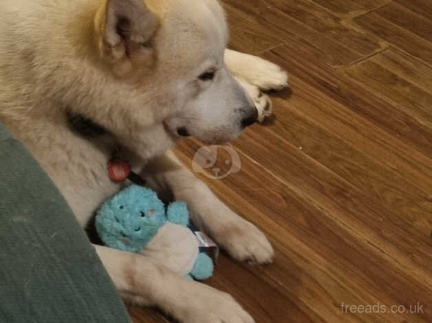 Malamute Puppies for sale in Staffordshire