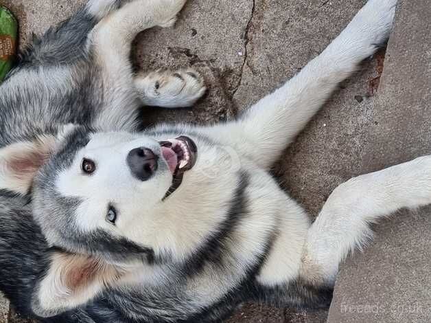 Alaskan malamute for sale in Haverfordwest, Pembrokeshire