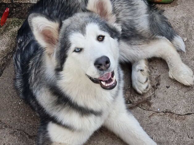 Alaskan malamute for sale in Haverfordwest/Hwlffordd, Pembrokeshire