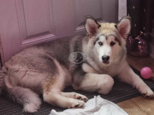 Alaskan malamute for sale in Haverfordwest/Hwlffordd, Pembrokeshire - Image 2