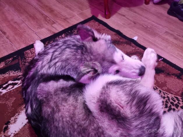 Alaskan malamute for sale in Haverfordwest/Hwlffordd, Pembrokeshire - Image 3