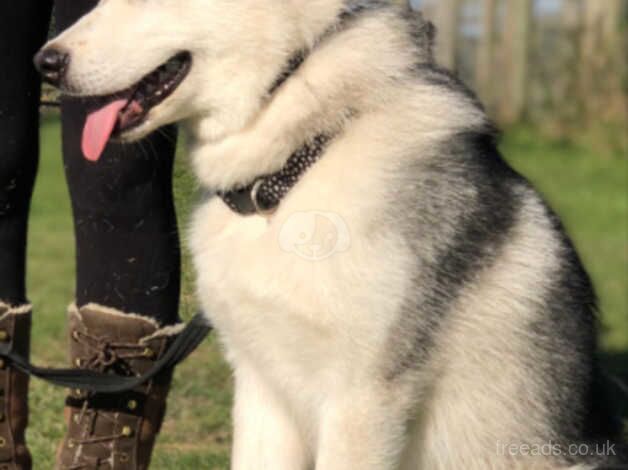 Alaskan Malamute for sale in Sittingbourne, Kent