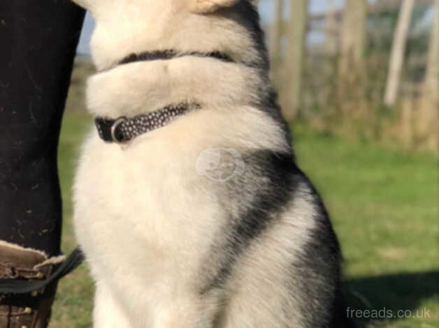 Alaskan Malamutes for sale in Sittingbourne, Kent