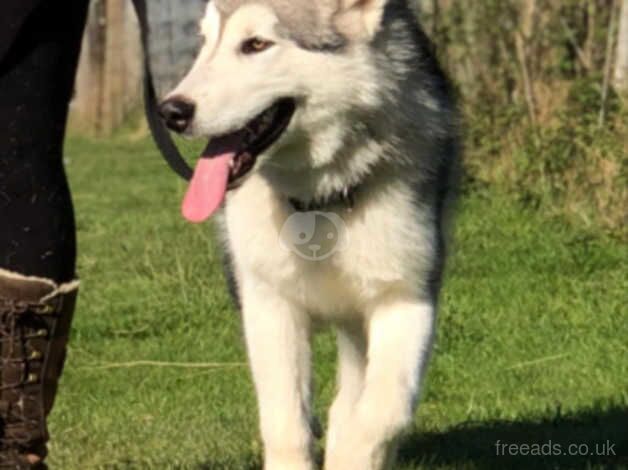 Alaskan Malamute for sale in Sittingbourne, Kent - Image 3