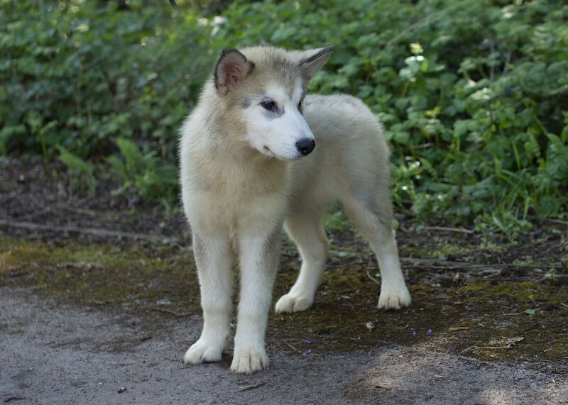 Alaskan Malamute Puppies for sale champion line for sale in Birmingham, West Midlands - Image 1