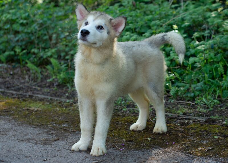 Alaskan Malamute Puppies for sale champion line for sale in Birmingham, West Midlands - Image 2