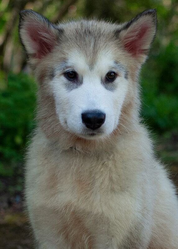 Alaskan Malamute Puppies for sale champion line for sale in Birmingham, West Midlands - Image 3