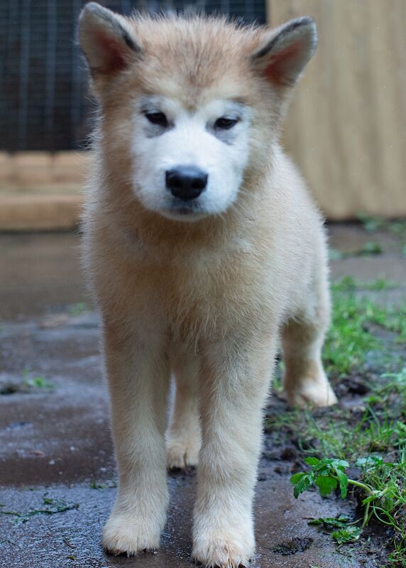 Alaskan Malamute Puppies for sale champion line for sale in Birmingham, West Midlands - Image 4