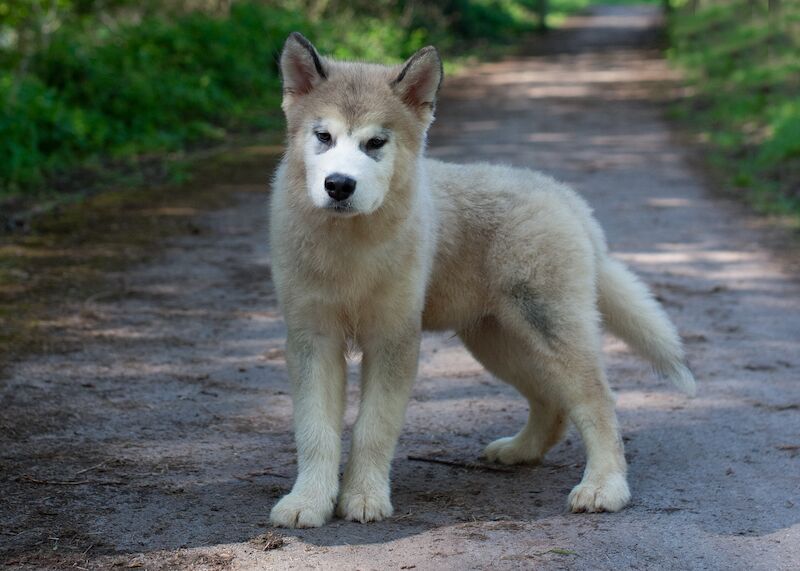 Alaskan Malamute Puppies for sale champion line for sale in Birmingham, West Midlands - Image 5