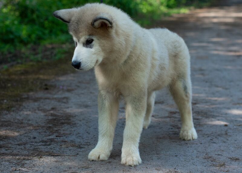 Alaskan Malamute Puppies for sale champion line for sale in Birmingham, West Midlands - Image 6