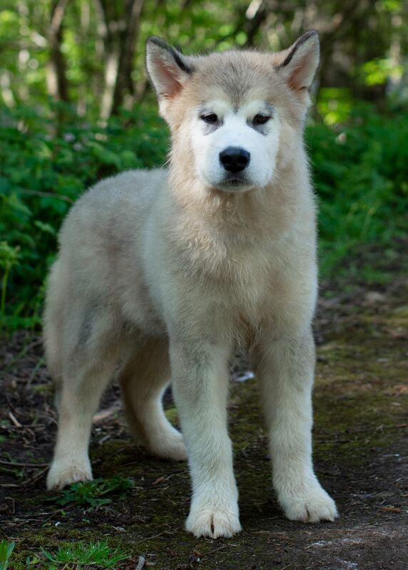 Alaskan Malamute Puppies for sale champion line for sale in Birmingham, West Midlands - Image 7