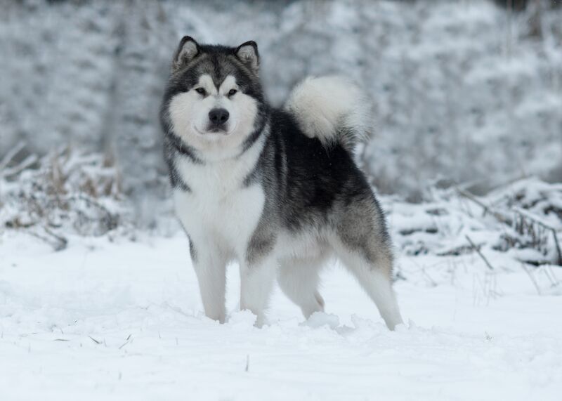 Alaskan Malamute Puppies for sale champion line for sale in Birmingham, West Midlands - Image 8