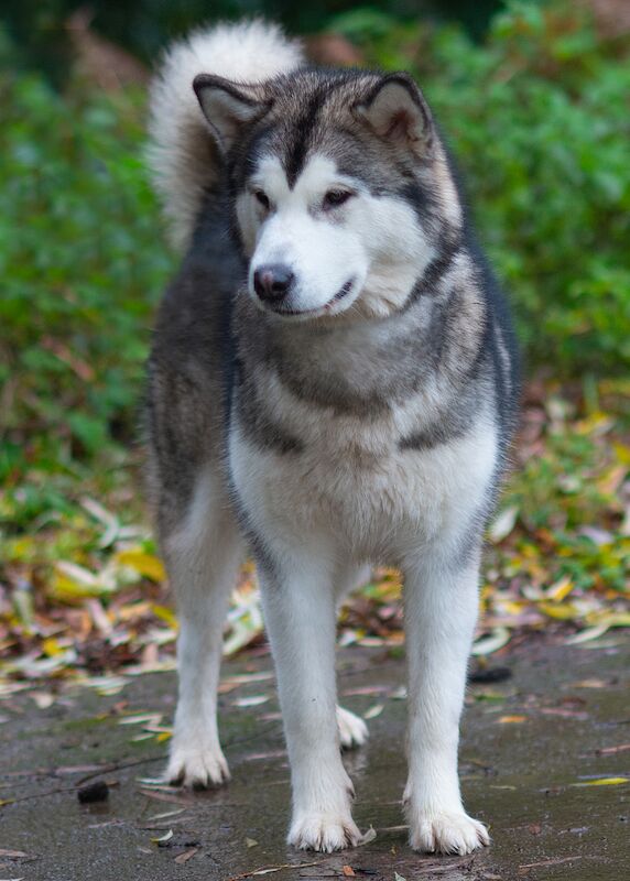 Alaskan Malamute Puppies for sale champion line for sale in Birmingham, West Midlands - Image 9