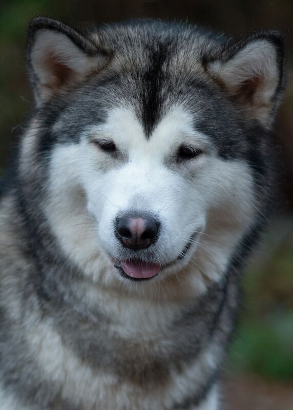 Alaskan Malamute Puppies for sale champion line for sale in Birmingham, West Midlands - Image 10