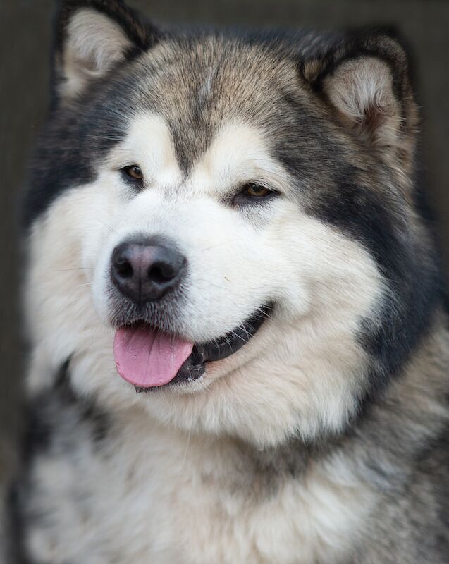 Alaskan Malamute Puppies for sale champion line for sale in Birmingham, West Midlands - Image 11