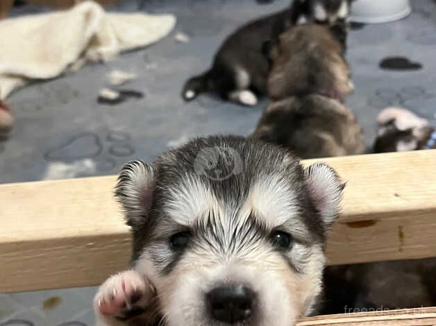 Malamute Puppies For Sale