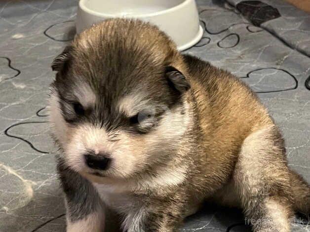 Alaskan malamute puppies for sale in Norwich, Norfolk - Image 2