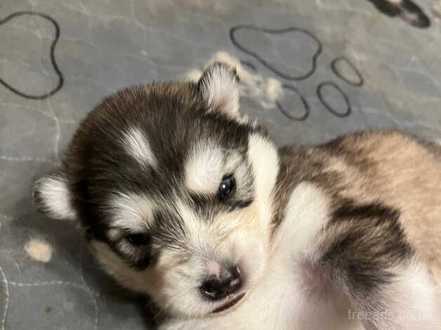 Alaskan malamute puppies for sale in Norwich, Norfolk - Image 3