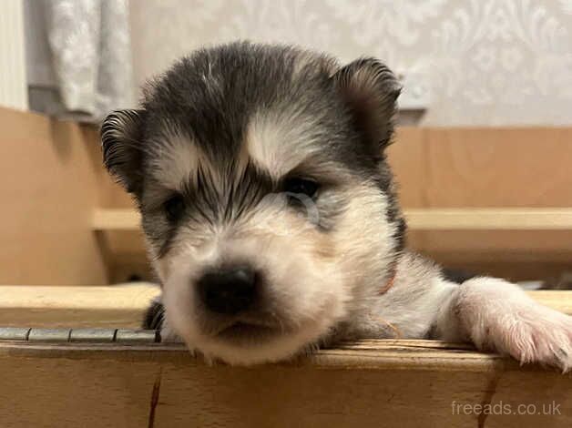 Alaskan malamute puppies for sale in Norwich, Norfolk - Image 5