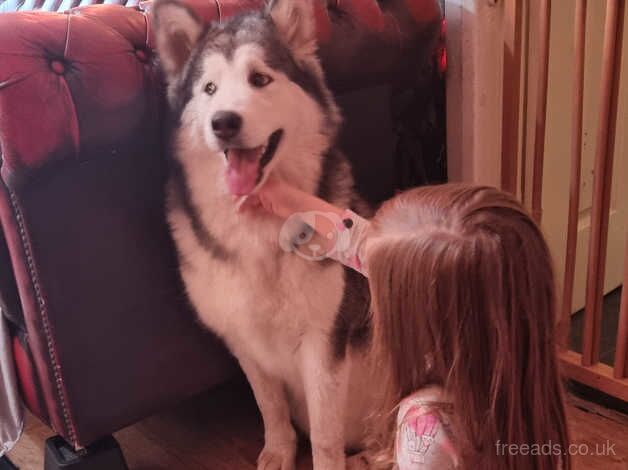 Alaskan malamute puppy for sale in Haverfordwest/Hwlffordd, Pembrokeshire