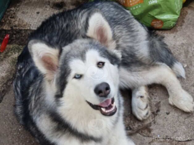 Alaskan malamute puppy for sale in Haverfordwest/Hwlffordd, Pembrokeshire - Image 2