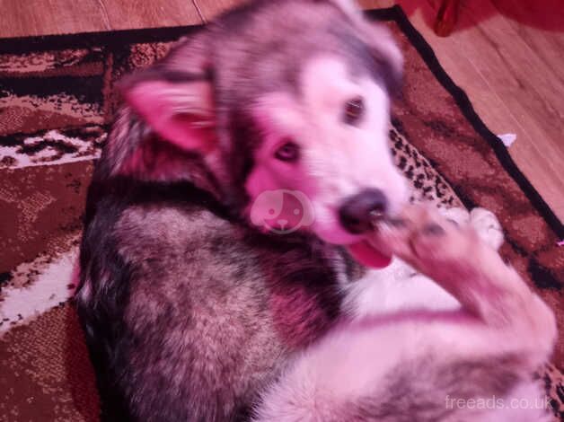 Alaskan malamute puppy for sale in Haverfordwest/Hwlffordd, Pembrokeshire - Image 3