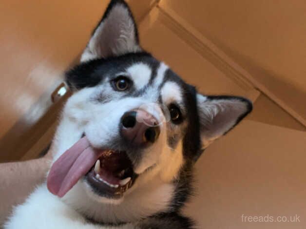 Alaskan Malamute / Siberian Husky crossbreed for sale in Coventry, West Midlands - Image 3