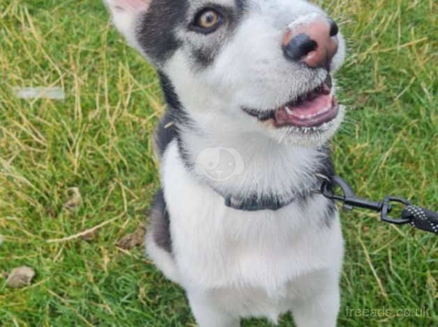 Alaskan Malamute / Siberian Husky crossbreed for sale in Coventry, West Midlands - Image 4