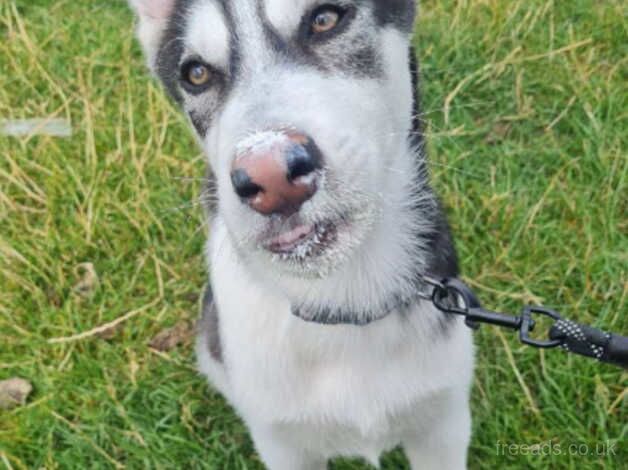 Alaskan Malamute / Siberian Husky crossbreed for sale in Coventry, West Midlands - Image 5