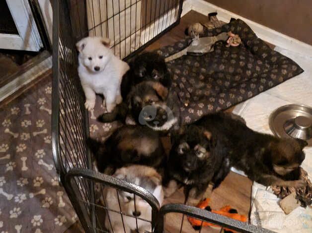 Alaskan malamute x German Shepherd for sale in Northampton, Northamptonshire