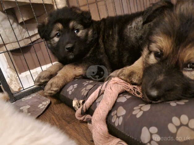 Alaskan malamute x German Shepherd for sale in Northampton, Northamptonshire - Image 3