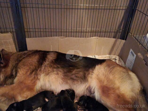 Alaskan malamute x German Shepherd for sale in Northampton, Northamptonshire - Image 5