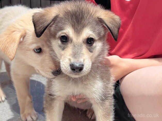 Labrador orders malamute