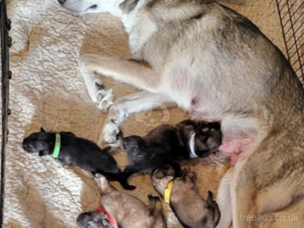 Alaskan Shepherd puppies, ready in December for sale in High Wycombe, Buckinghamshire - Image 1