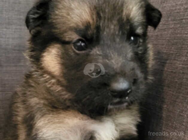 Alaskan Shepherd puppies, ready in December for sale in High Wycombe, Buckinghamshire - Image 2