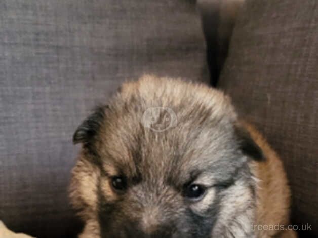 Alaskan Shepherd puppies, ready in December for sale in High Wycombe, Buckinghamshire - Image 3